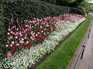  massif de fleurs rouge et roses